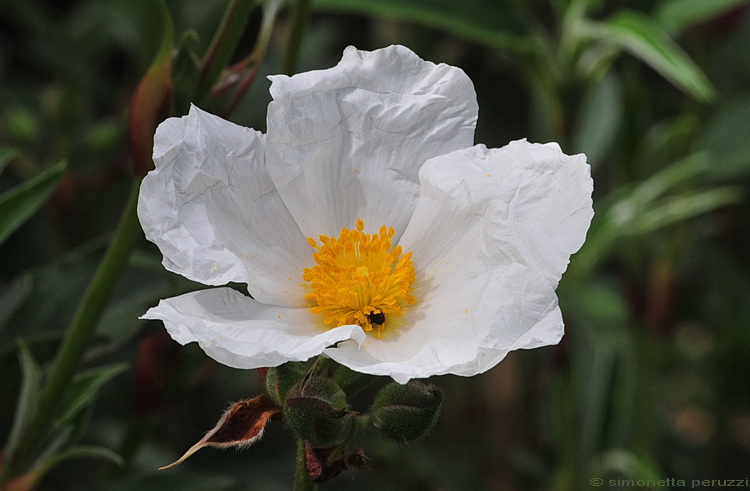 Cistus laurifolius / Cisto maggiore